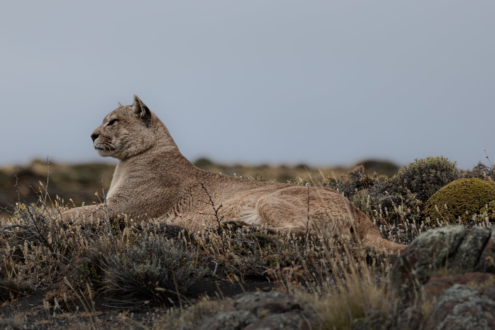 Exploración de vida salvaje