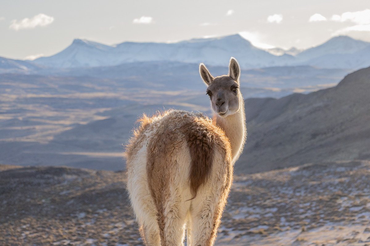 Full-Day Torres del Paine Panoramic Tour from Puerto Natales
