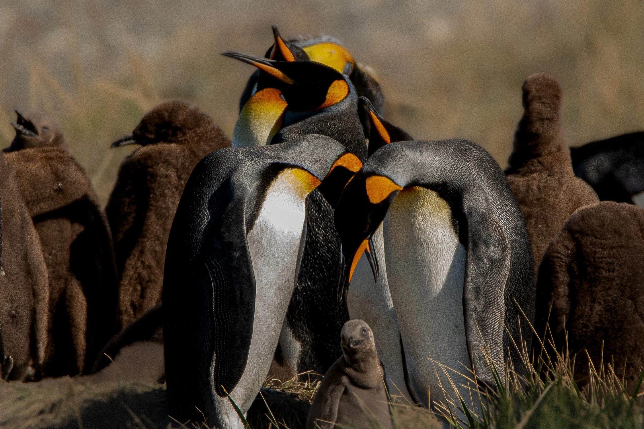 Avistamiento de Fauna en la Patagonia chilena: Guía  para Observar la Vida Salvaje en su Hábitat Natural: Lugares, Temporadas, Consejos de Fotografía y Etiqueta