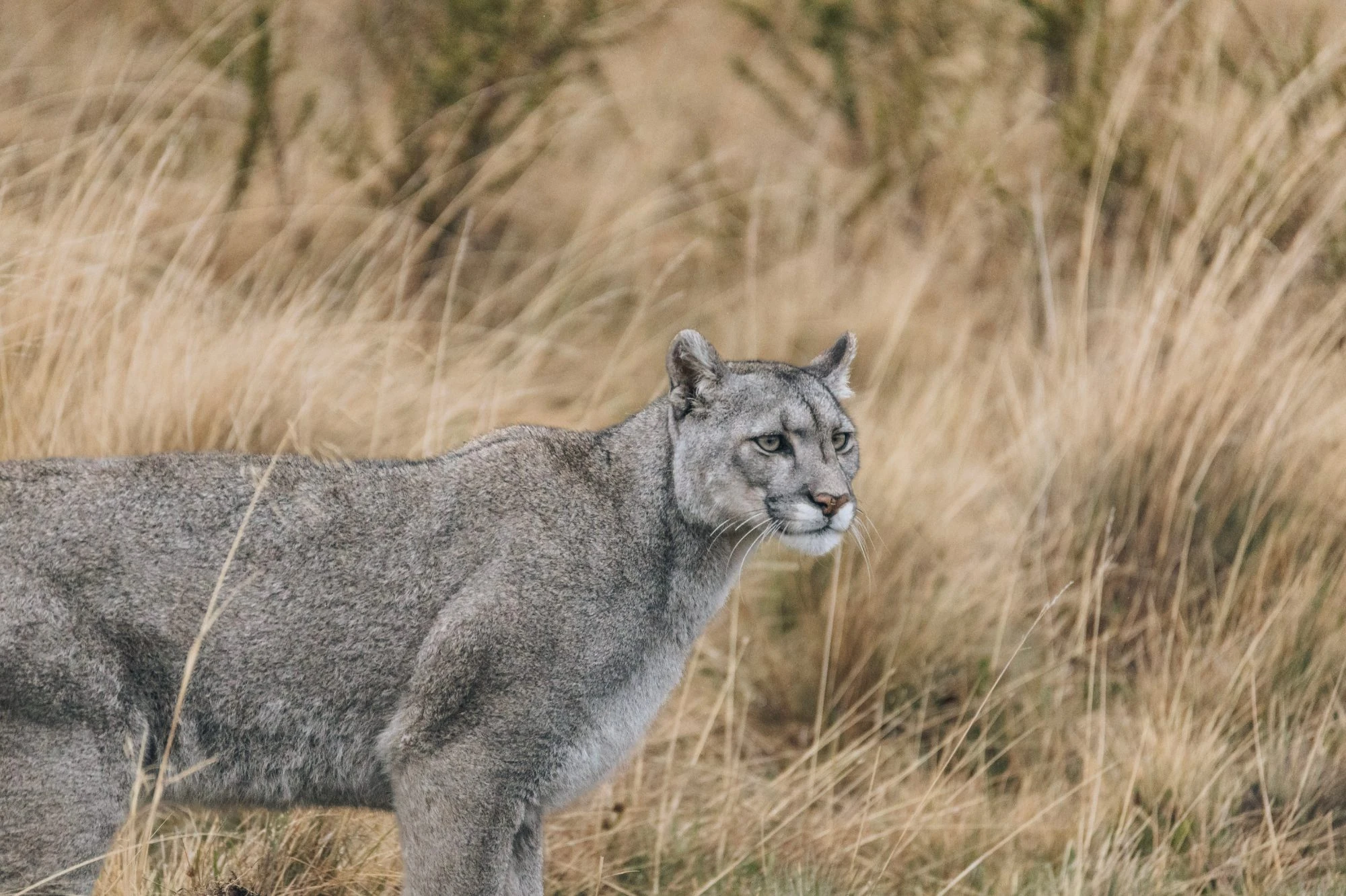 Pumas en Torres del Paine: guía para verlos en su hábitat
